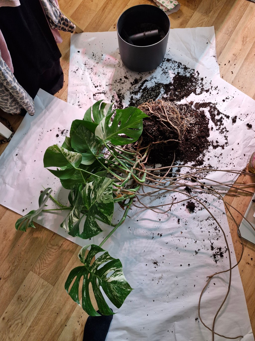 Erilaiset kasvualustat huonekasveille 