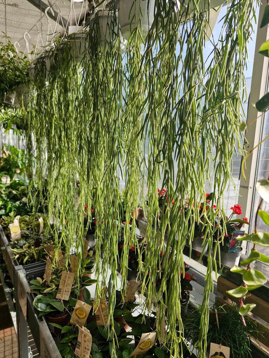 Vierailu Viherlandiassa 26.3.2025