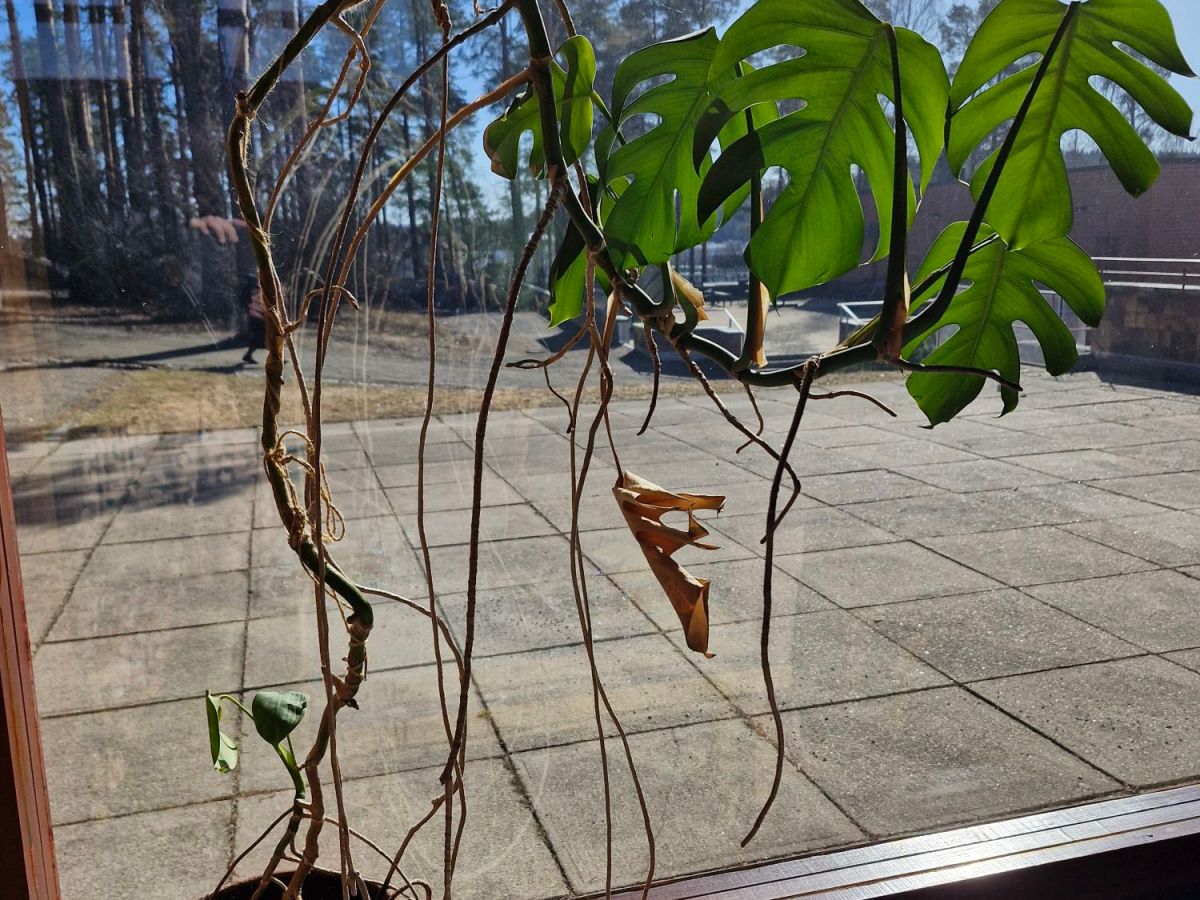 Peikonlehden ilmajuuret 