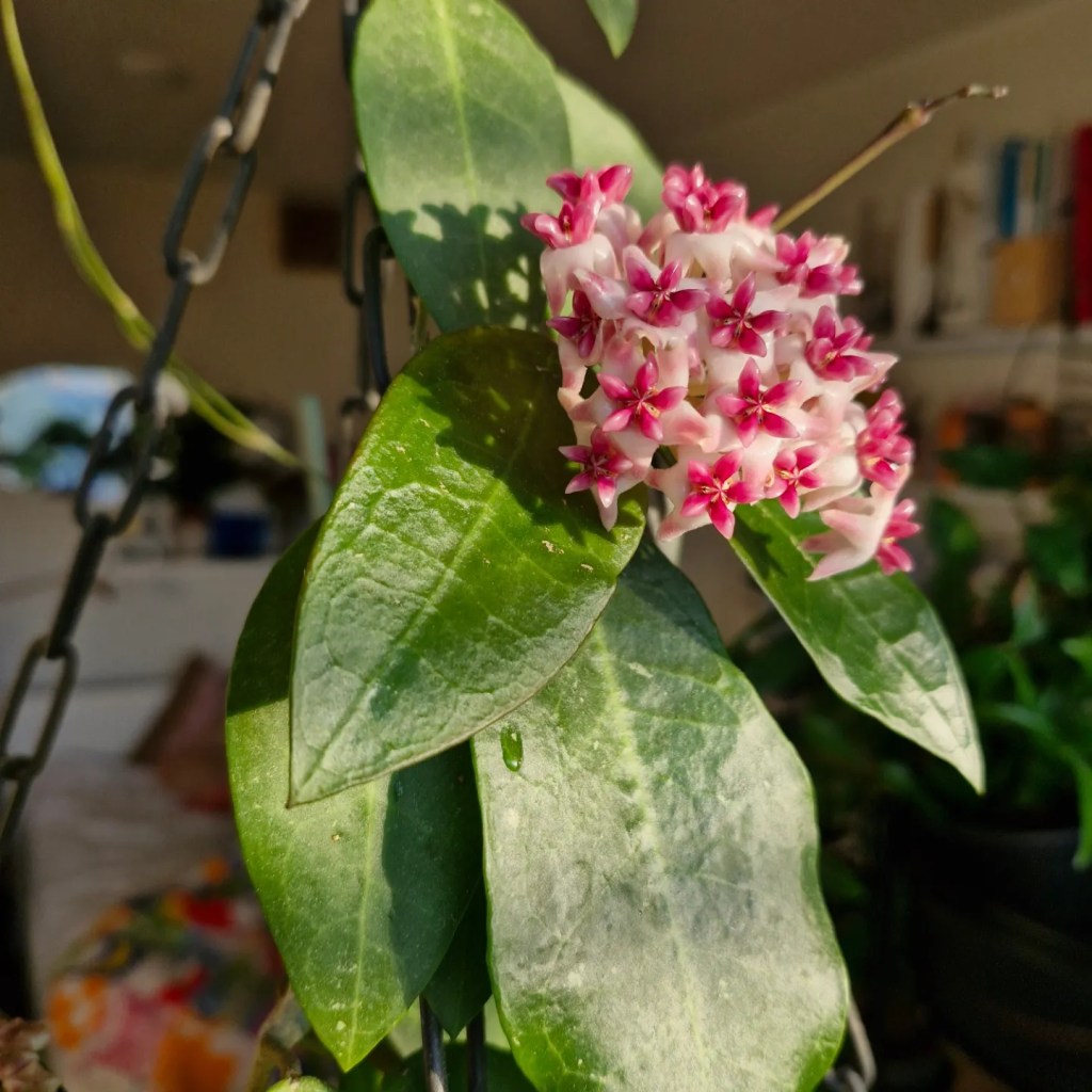 Posliinikukat keräilykohteena 