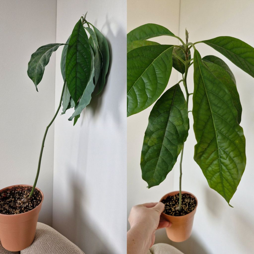 Avokadopuun kasvatus siemenestä 