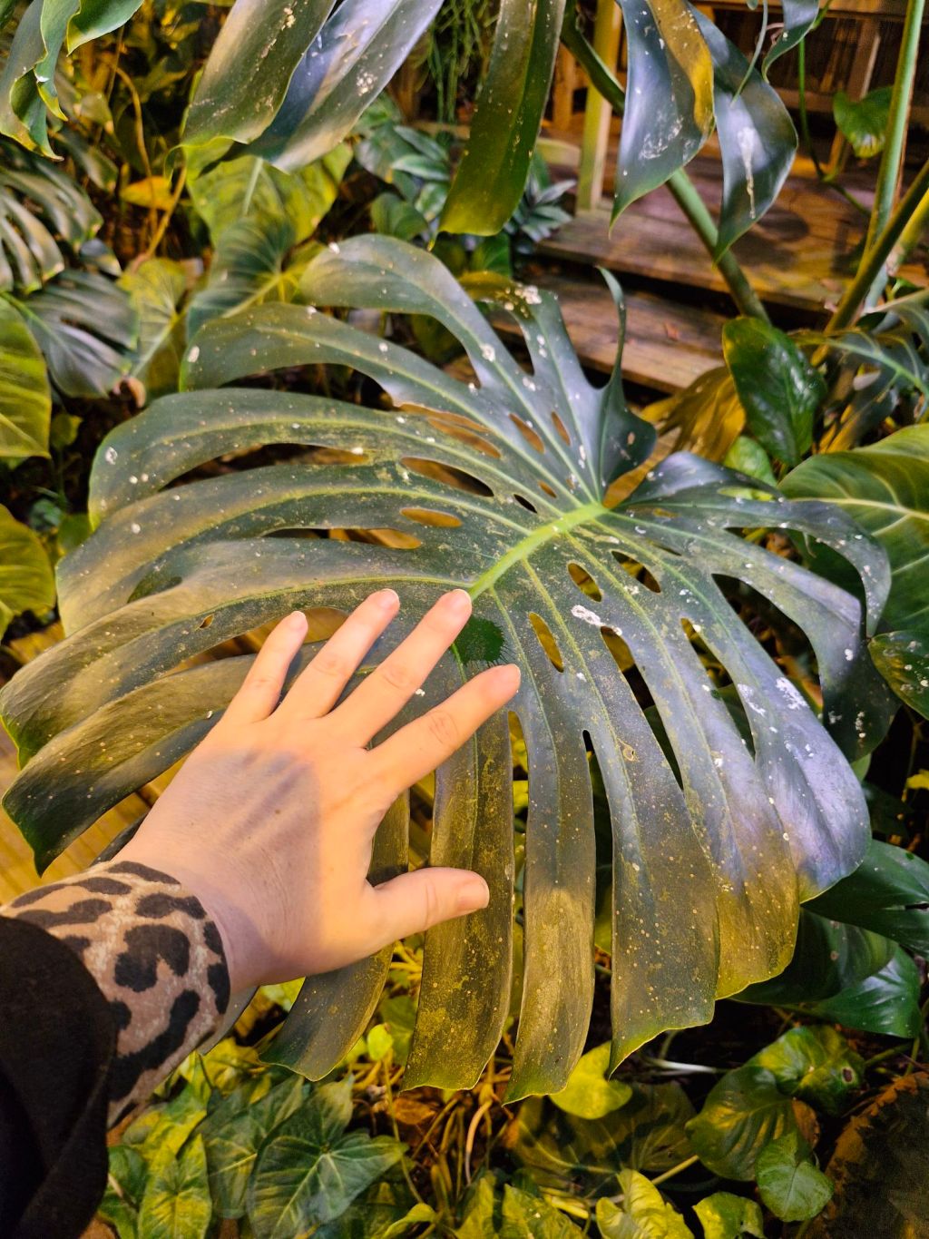 Peikonlehti huonekasvina