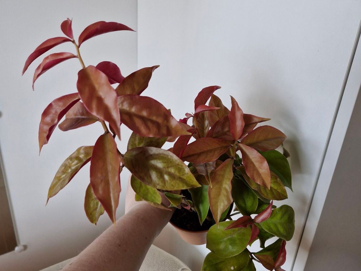 Esittelyssä puukaktus (Pereskia Aculeata) 