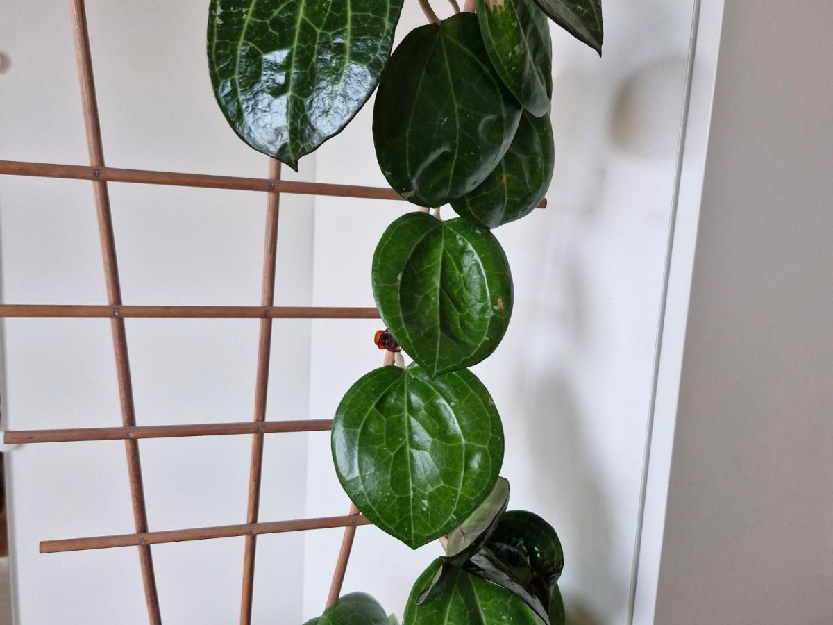 Esittelyssä hoya latifolia sp.&nbsp;sarawak